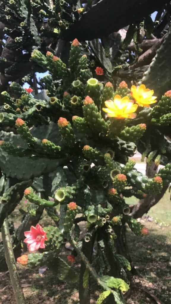 flowering cactus in jamaica