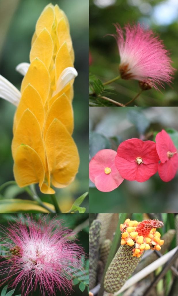 Flowering plants in Costa Rica