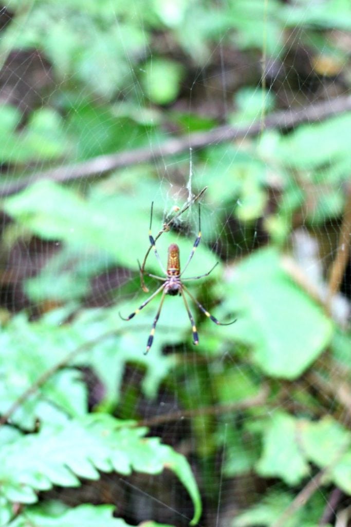 Banana Spider Golden Orb Spider in Costa Rica