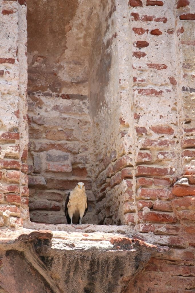 hawk on ruins old panama city