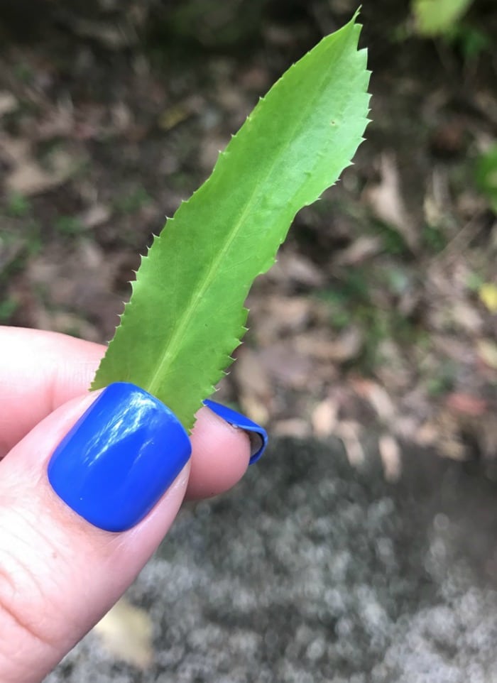 Wild culantro in Costa Rica not the same as cilantro