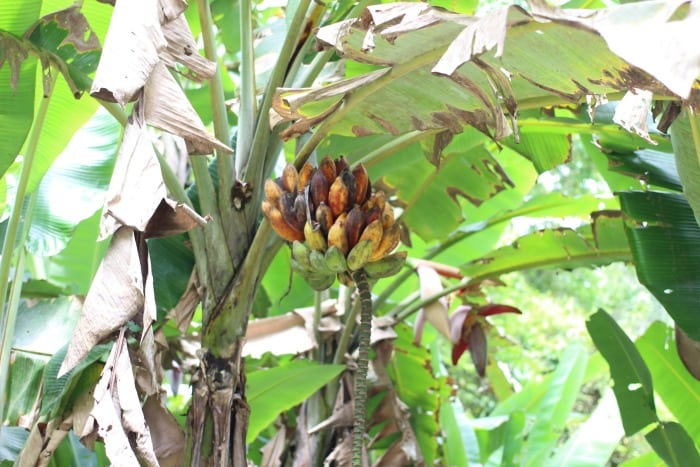 Wild bananas in Costa Rica