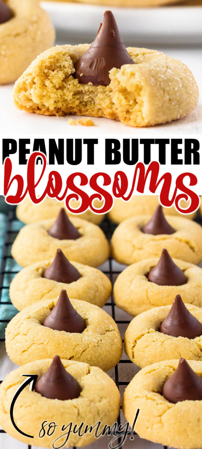 Peanut Butter Blossoms (Hershey Kiss Cookies) are pillowy soft peanut butter cookies rolled in sugar & topped with a Hershey's Kiss. BEST PEANUT BUTTER BLOSSOMS