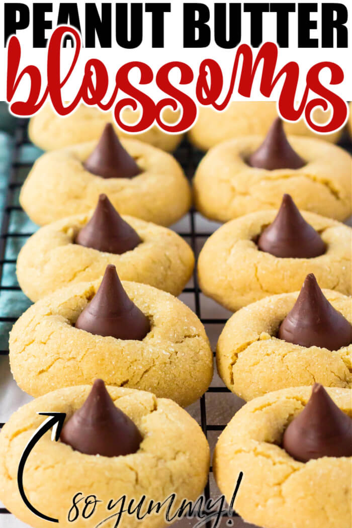 Peanut Butter Blossoms (Hershey Kiss Cookies) are pillowy soft peanut butter cookies rolled in sugar & topped with a Hershey's Kiss. PEANUT BUTTER BLOSSOMS